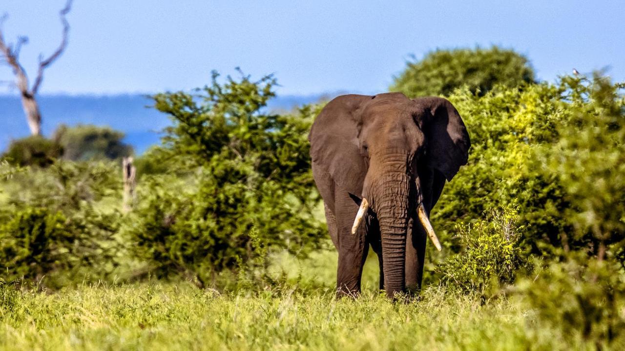Willa Africamps At Mackers Hazyview Zewnętrze zdjęcie