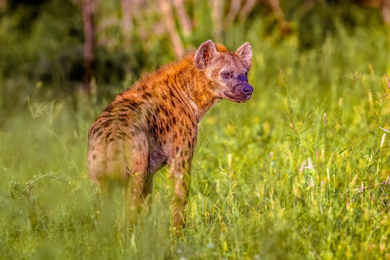 Willa Africamps At Mackers Hazyview Zewnętrze zdjęcie